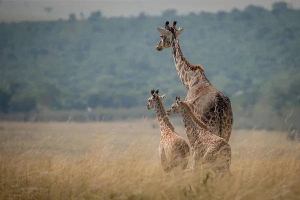 Yetişkin bir zürafa savannah, Masai Mara, Kenya'da genç buzağı üzerinde izliyor