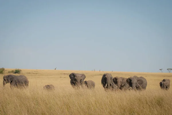 Een Familie Van Olifanten Savanne Masai Mara Kenia — Stockfoto