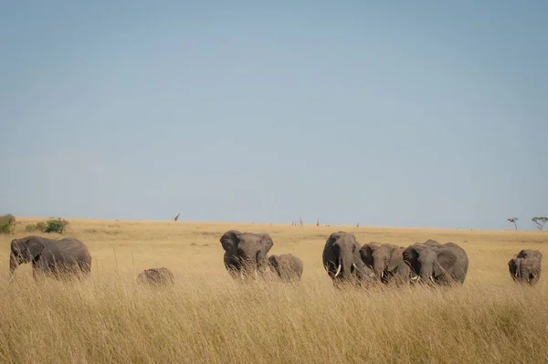 Bir aile fil savannah, Masai Mara, Kenya