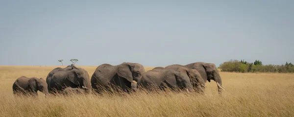 Een Familie Van Olifanten Savanne Masai Mara Kenia — Stockfoto