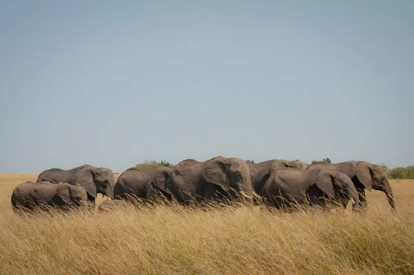 Een Familie Van Olifanten Savanne Masai Mara Kenia — Stockfoto