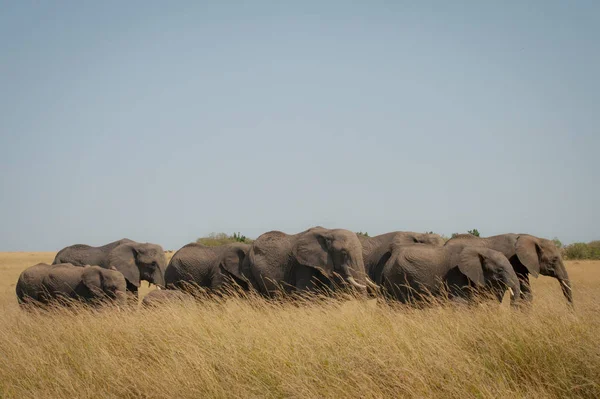 Bir aile fil savannah, Masai Mara, Kenya