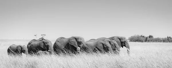 Bir aile fil savannah, Masai Mara, Kenya