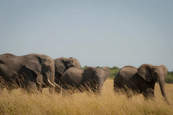 Bir aile fil savannah, Masai Mara, Kenya