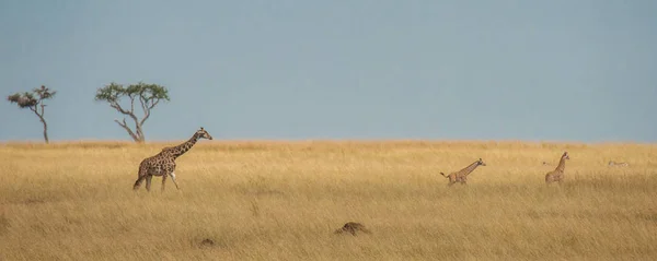 Giraffe Теля Пустуючих Савану Масаї Мара Кенія — стокове фото