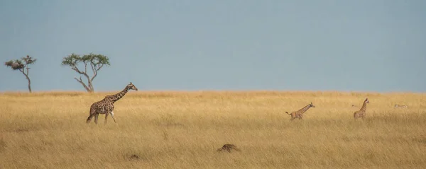 Bir zürafa buzağı savannah, Masai Mara, Kenya'da eğlenirken