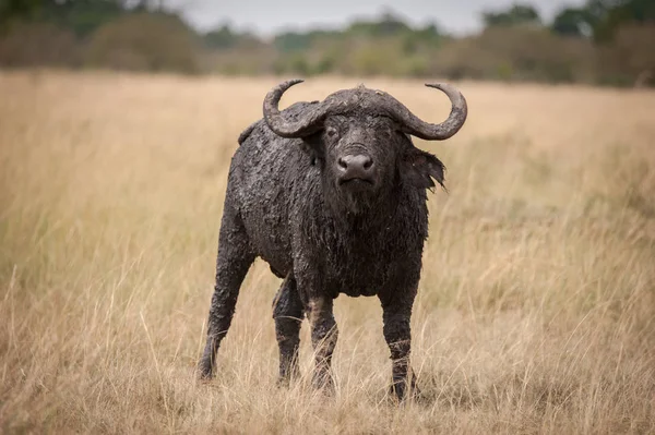 Bir yalnız erkek cape buffalo, bir genel bilinen bize doğru Masai Mara, Kenya agresif hareket eder