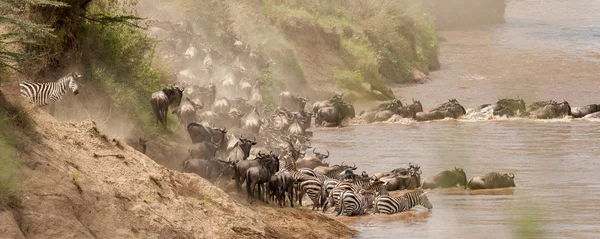Nil Nehri, Masai Mara, Kenya geçiş antilop sürüsü