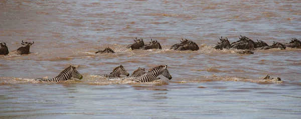 Manda ve Nil Nehri wildebeest göç, Masai Mara, Kenya sırasında geçiş zebralar sürüsü