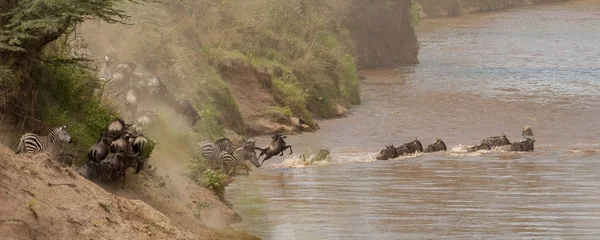 Стадо Гну Пересекает Реку Нил Масаи Мара Кения — стоковое фото