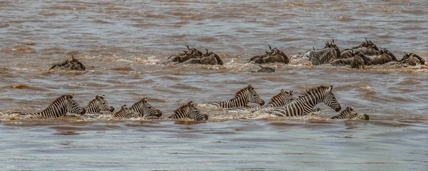 Manda ve Nil Nehri wildebeest göç, Masai Mara, Kenya sırasında geçiş zebralar sürüsü