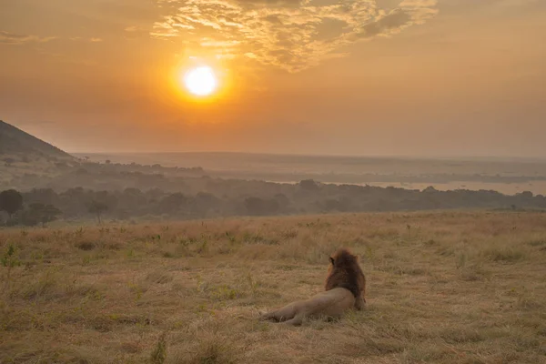Savannah, Masai Mara, Kenya'da gün batımını izlemek bir erkek aslan