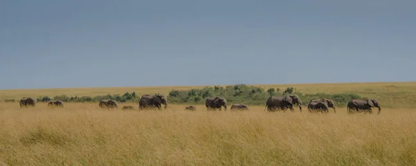 Een Familie Van Olifanten Savanne Masai Mara Kenia — Stockfoto