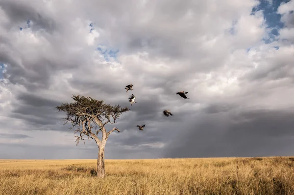 Een Comité Van Gieren Een Eenzame Acacia Boom Masai Mara — Stockfoto