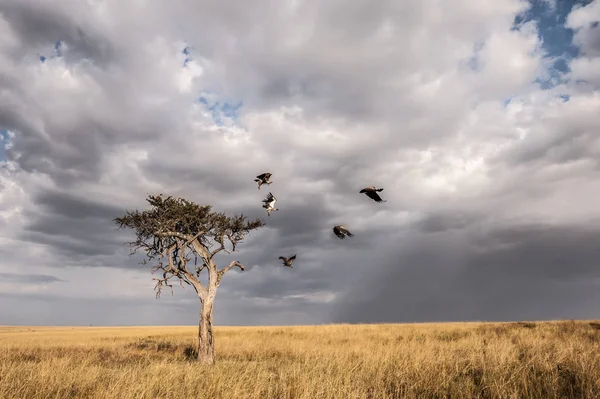 Akbabalar bir yalnız akasya ağacında, Masai Mara, Kenya bir komite