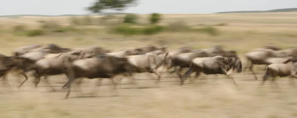 Antilop Nehri geçerken, Masai Mara, Kenya sonra kaydırma bir görüntüsünü