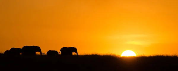 Silueta Una Manada Elefantes Atardecer Masai Mara Kenia —  Fotos de Stock