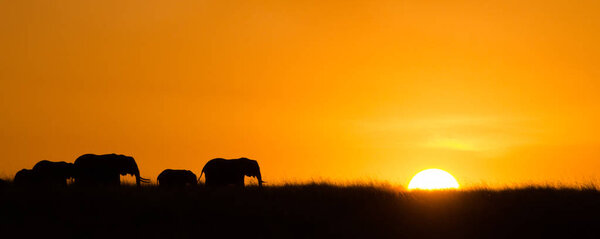 The silhouette of a herd of elephants at sunset, Masai Mara, Kenya