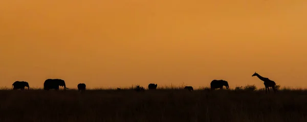 Силуэт Стада Слонов Одного Жирафа Закате Масаи Мара Кения — стоковое фото