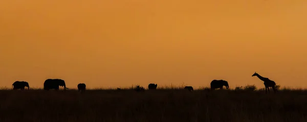 Filler ve günbatımı, Masai Mara, Kenya, bir zürafa sürüsü silüeti