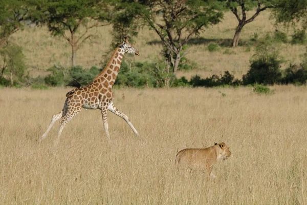 A giraffe calf runs to the protection of her family when a lion appears in the savannah, Murchison Falls National Park, Uganda