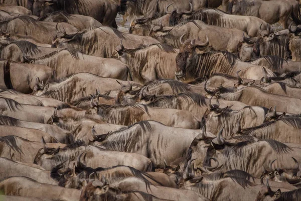 Nil Nehri, Masai Mara, Kenya geçmek için bekleyen antilop sürüsü