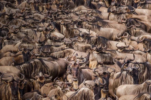Nil Nehri, Masai Mara, Kenya geçmek için bekleyen bir sürü arasında bir yalnız wildebeest bakışları