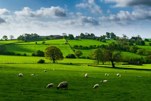Lindley meadows, Yorkshire, sabah erkenden. İngiltere