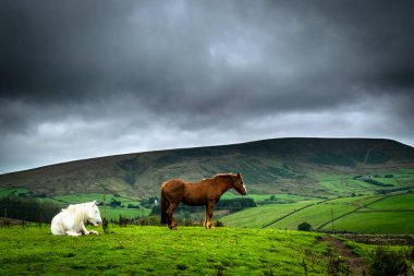 Atları ile Pendle Hill. Lancashire. İngiltere