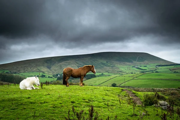 Atları ile Pendle Hill. Lancashire. İngiltere
