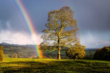 Farnley gökkuşağının. Yorkshire