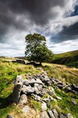 Haworth kırı. Yorkshire