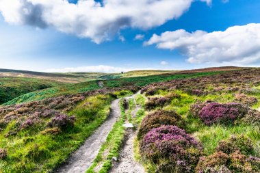 Haworth kırı. Yorkshire