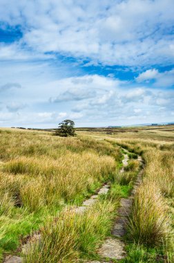 Haworth kırı. Yorkshire