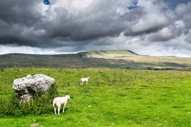 Whernside Dağı. Üç Tepe. Yorkshire Dales Ulusal Parkı