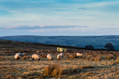Koyun aramak. İlkley kırı. Yorkshire