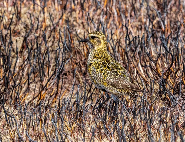 Juvenile Golden Plover (pluvialis apricaria) - yanmış fundalıkta kamufle edildi. Beamsley bozkırı. Yorkshire