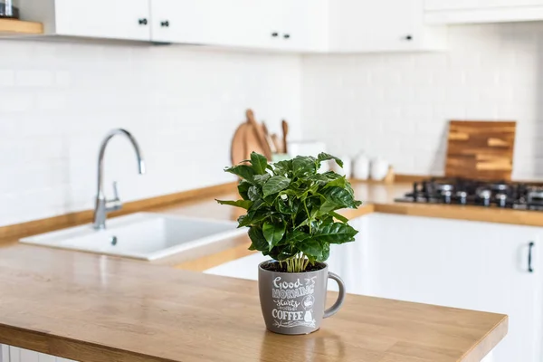 View on white kitchen in scandinavian style, kitchen details, coffee tree plant on wooden table, white ceramic brick wall background