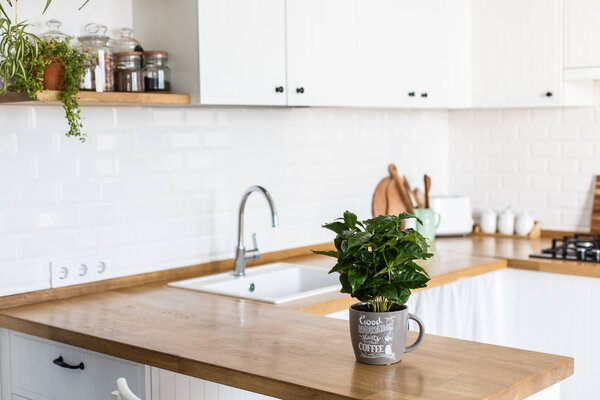Вид на белую кухню в скандальном стиле, детали кухни, кофейное дерево на деревянном столе, белый керамический фон стены брик
