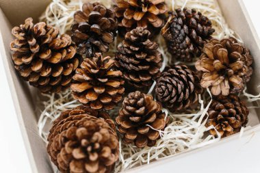 Pinecones zanaat kutusunda talaş üzerinde ayarlayın. Noel için tatil doğal dekorasyon veya Hediyelik fikir