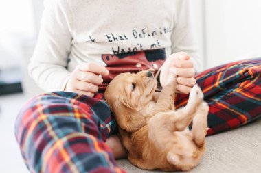 Evde köpek İngiliz yavru horoz İspanyol köpekle oynayan beyaz çocuk. Çocuk ve pets birlikte
