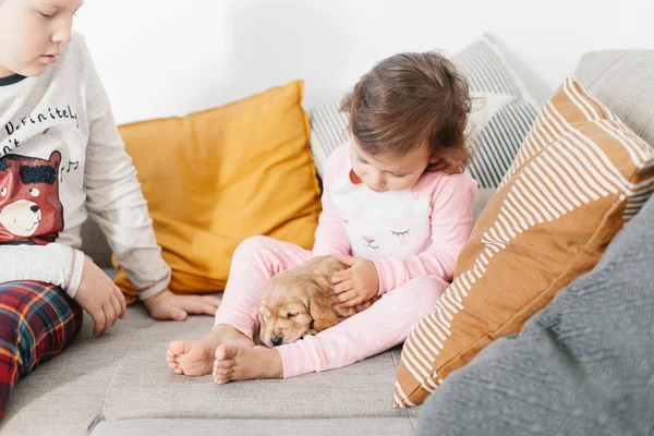 Frații Care Joacă Câinele Englez Cocker Spaniel Catelus Canapea Acasă — Fotografie, imagine de stoc