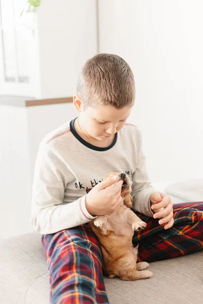 Caucasian Boy Playing Dog English Cocker Spaniel Puppy Home Children — Stock Photo, Image