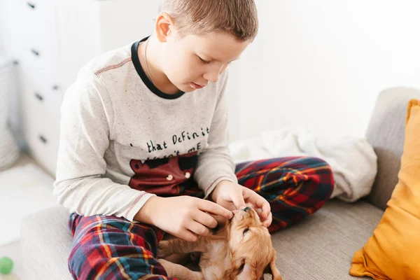 Caucasian Boy Playing Dog English Cocker Spaniel Puppy Home Children — Stock Photo, Image