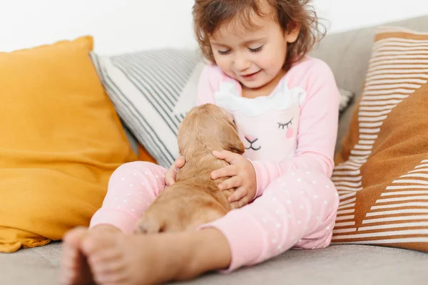 Cute Little Girl Playing Dog English Cocker Spaniel Puppy Home — Stock Photo, Image