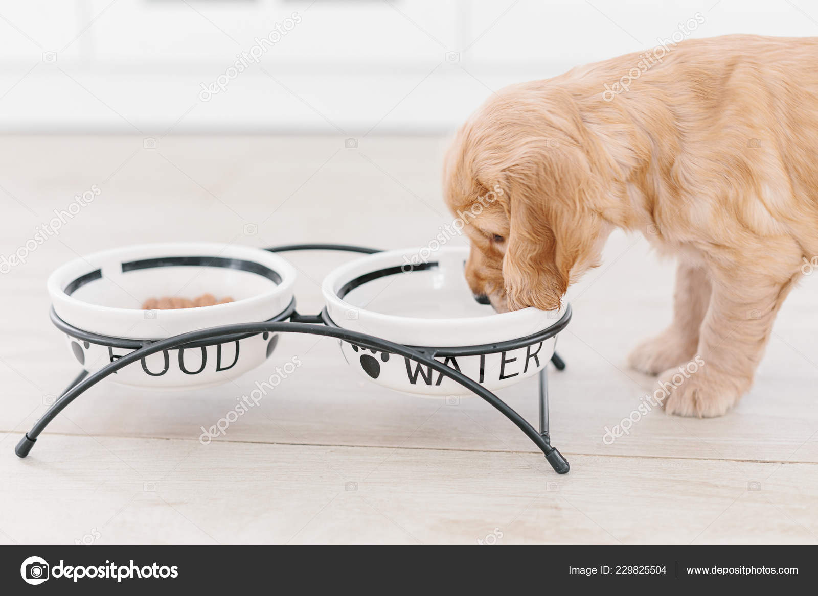 When Can Puppies Eat Food And Drink Water when-can-puppies-eat-food-and-drink-water