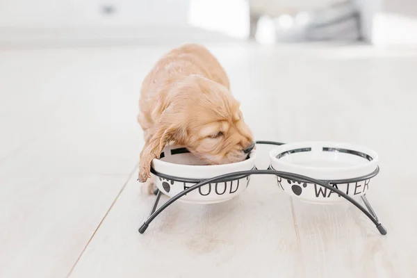 English cocker spaniel puppy eating dog food and drinking water from ceramic bowl