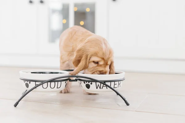 English cocker spaniel puppy eating dog food and drinking water from ceramic bowl