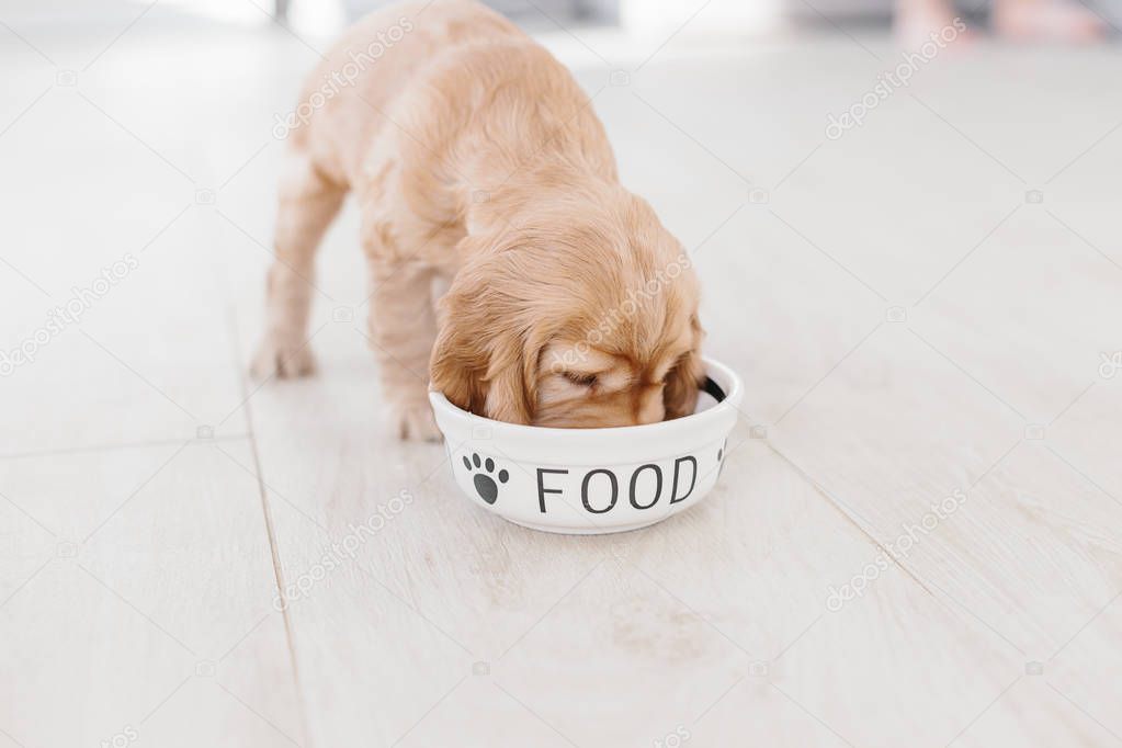 English cocker spaniel puppy eating dog food from ceramic bowl