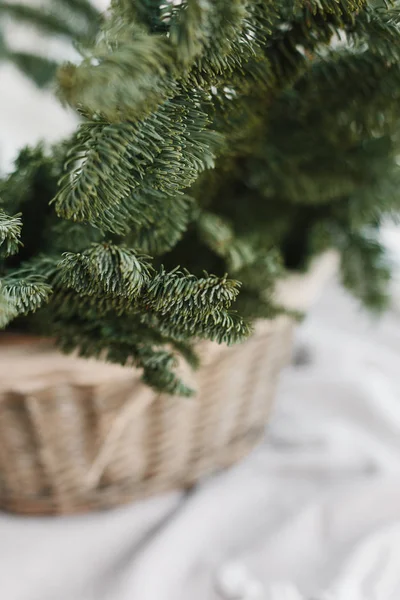 Spruce Branches Basket Rustic New Year Christmas Decoration Home Scandinavian — Stock Photo, Image